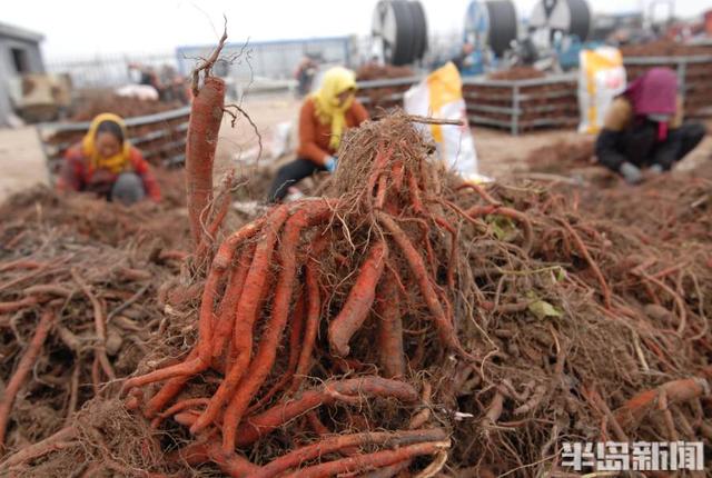 丹參價格最新動態(tài)，深度探討丹參市場走勢與最新價格分析（2019年）