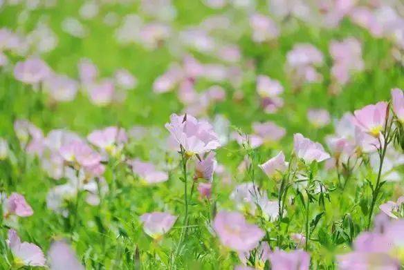 最新梨花雨，沐浴知識(shí)春雨，自信花朵綻放